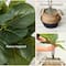 3ft. Artificial Fiddle Leaf Fig Tree With Handmade Cotton & Jute Woven Planter Set DIY Kit